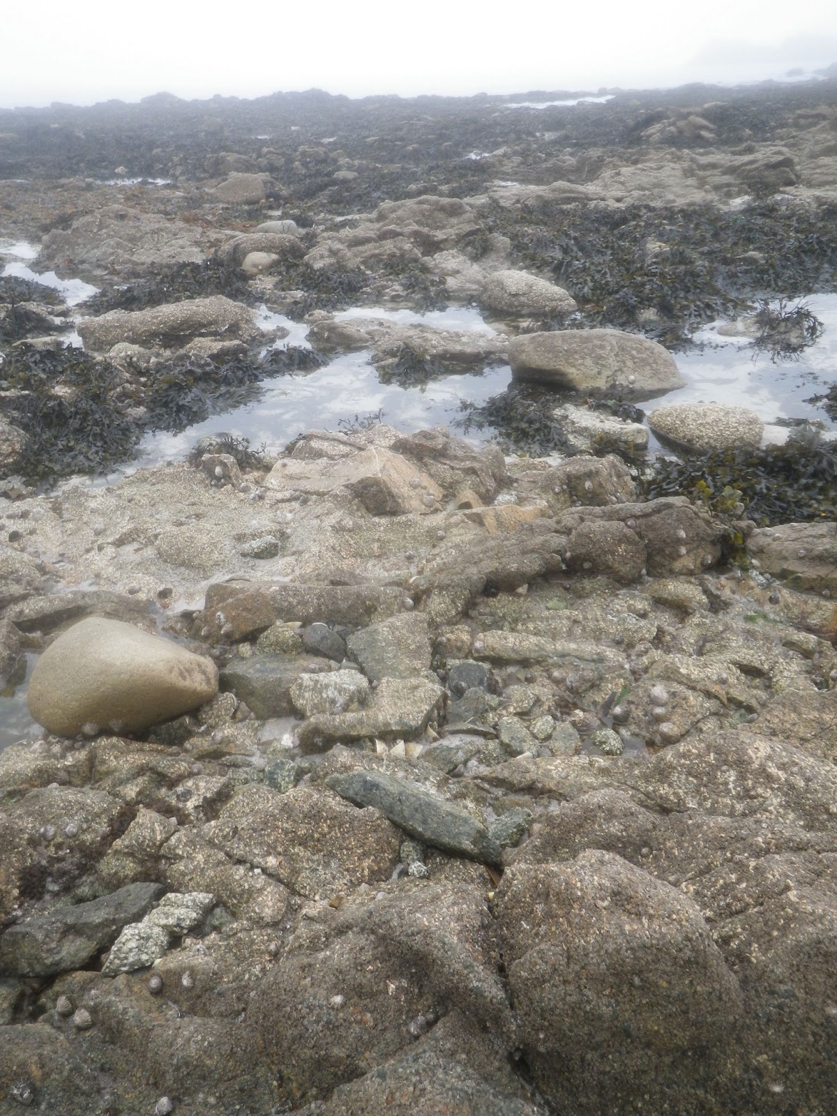 Rock Pooling: Rock Pooling Destination: Porth Seal, Isles of Scilly, UK ...