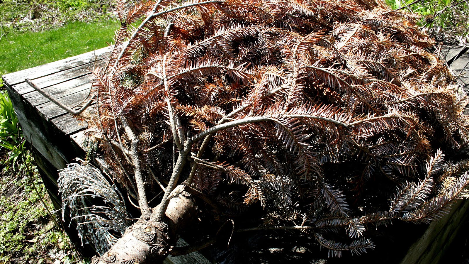 Christmas Tree Roots Tree Choices