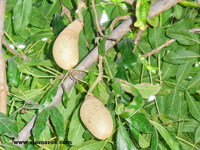 Impresionante Niño Transporte ÁRBOL DE LAS SALCHICHAS: Kigelia africana | Plantas rioMoros