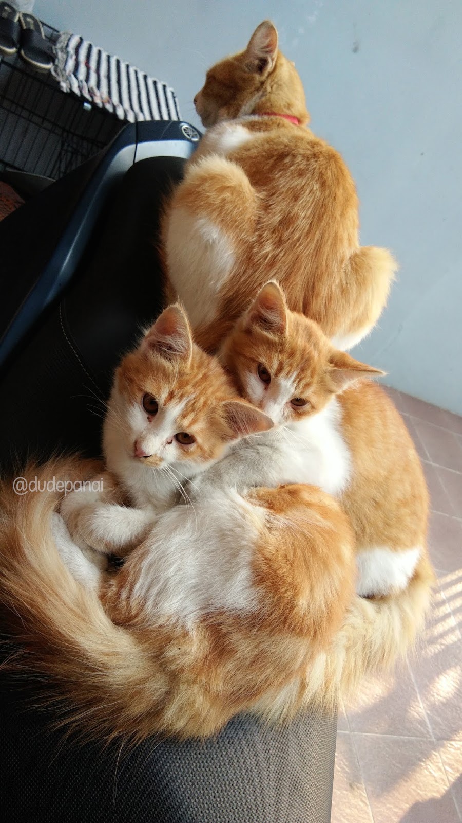 Kucing Jantan Nama Kucing Nabi Sulaiman 81021+ Nama