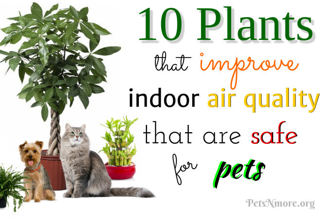 common house plants safe for cats house plants safe for cats and dogs 28 images best common house plants safe for cats house plants safe for cats and dogs 28 images best