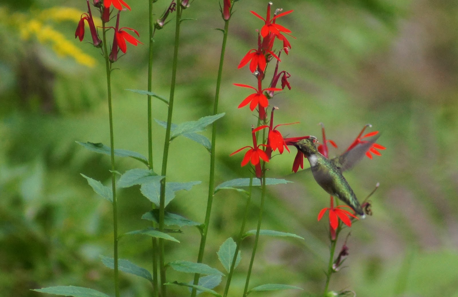 Things with Wings New England Wildflower Society's Garden in the Woods