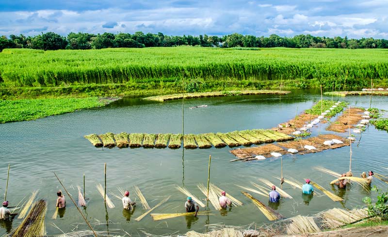 Location: Faridpur, Bangladesh