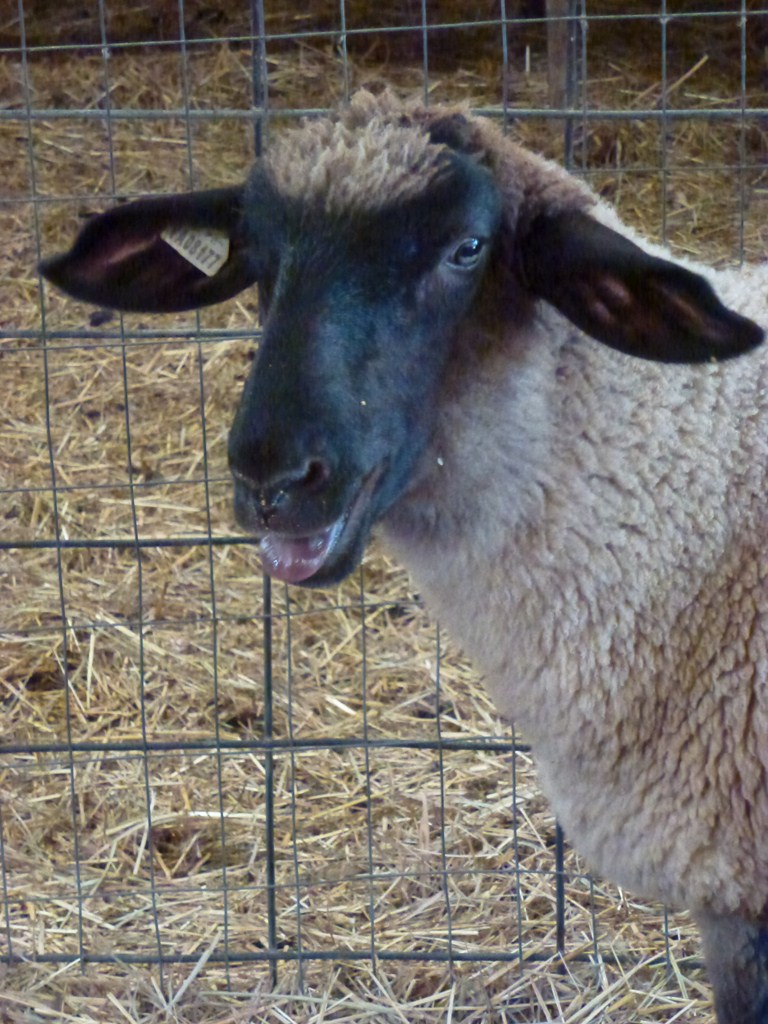 Homestead Hill Farm To Extremes