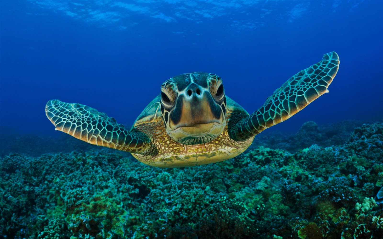 Diving with Turtles