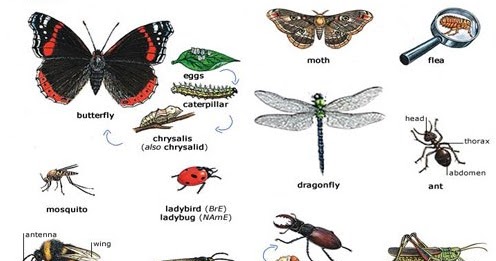 Insecta Serangga Ciri Ciri Serangga Klasifikasi Ordo Contoh