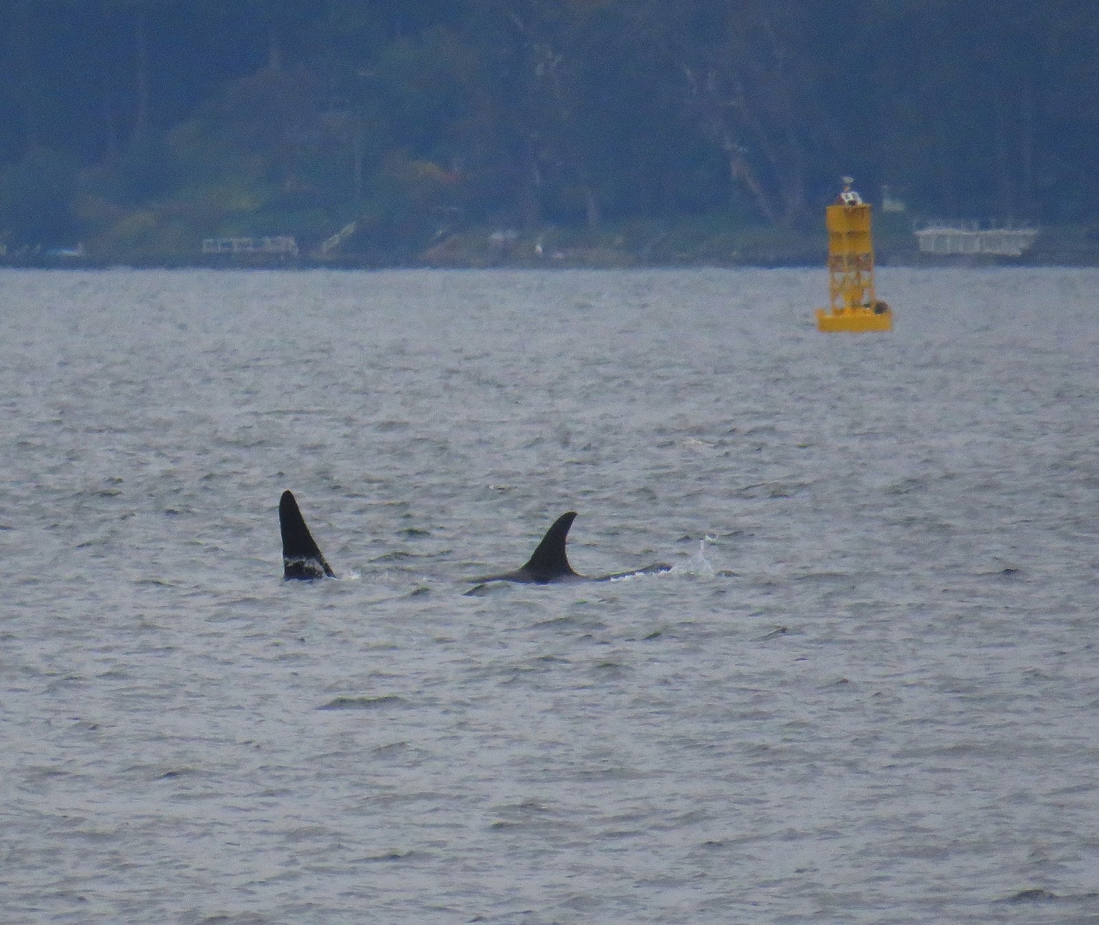 Buzz's Marine Life of Puget Sound ORCAS, HUMPBACK WHALE VISIT SEATTLE 102416