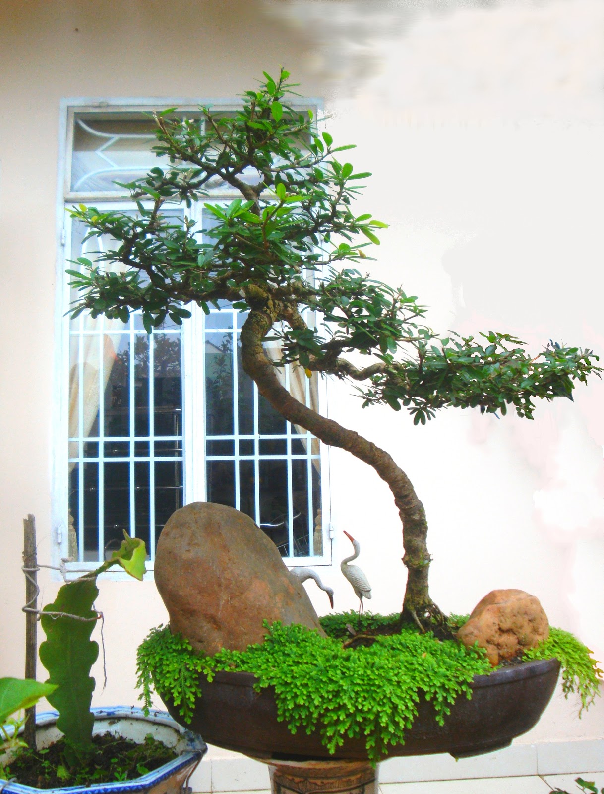 Lê Thạnh - Kỷ Lục Gia - Dị Nhân Bonsai Ngược: Cây Linh Sam Lá Bé - Từ 