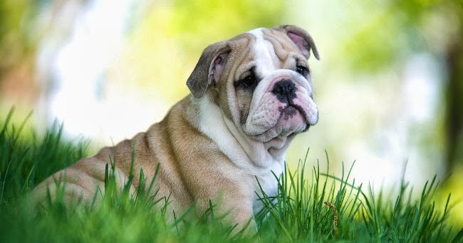 Psy rasy Buldog angielski | Na psim tropie