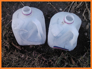 Plastic milk jugs pressed into garden soil