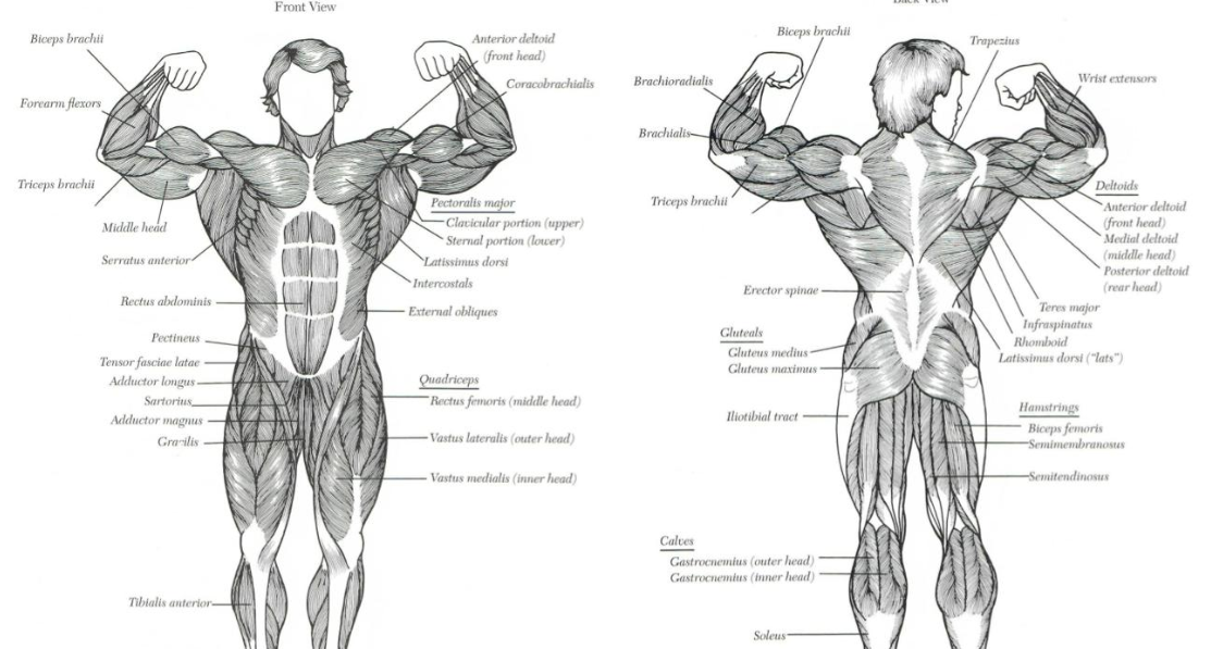 KNOW YOUR BODY? - Fitness Learnings