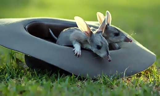 The long weekend acometh