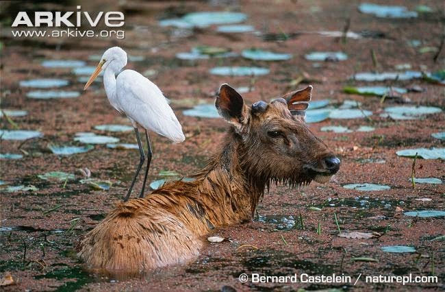 threatenes sambar deer