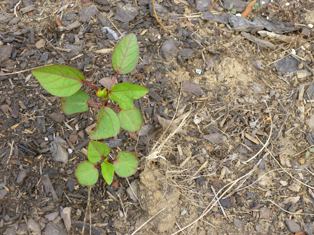 Hibiscus sabdariffa / roselle seedlings