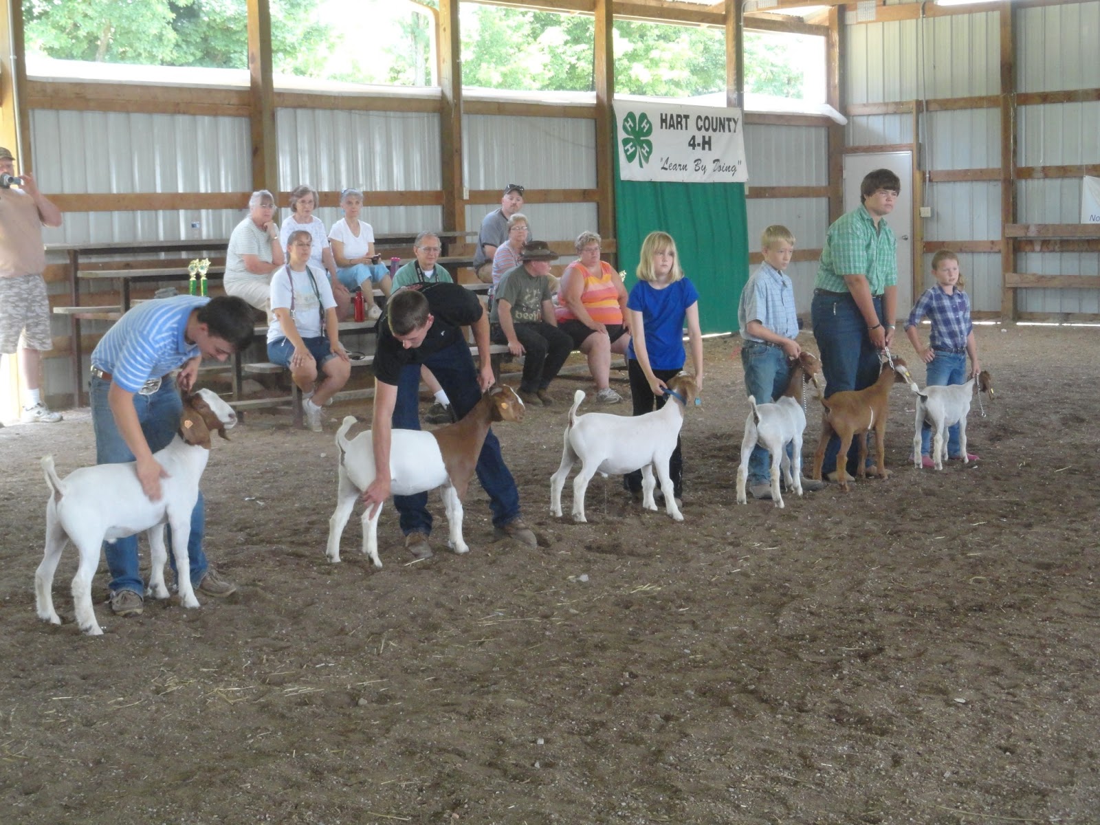 BarnScoop Photos from Hart County Fair 4H Market Lamb, Market Hog