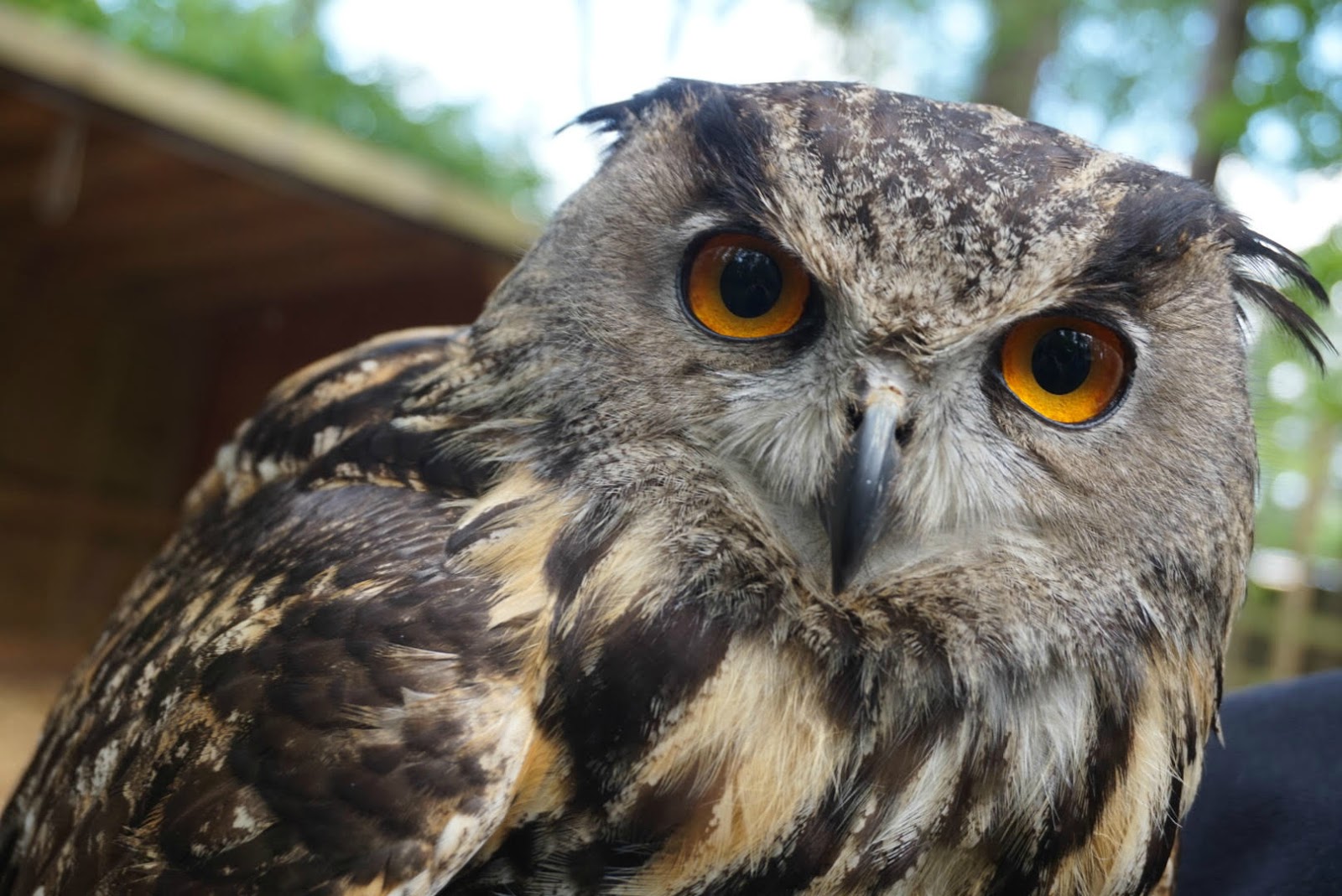 Why do some of us become owls, and others - larks 43 Why do some of us become owls, and others - larks 56