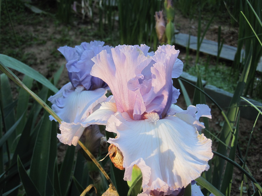 Walter Klingler & Stephen Boydstun Tuesday May 9, 2017 "Chinook Winds