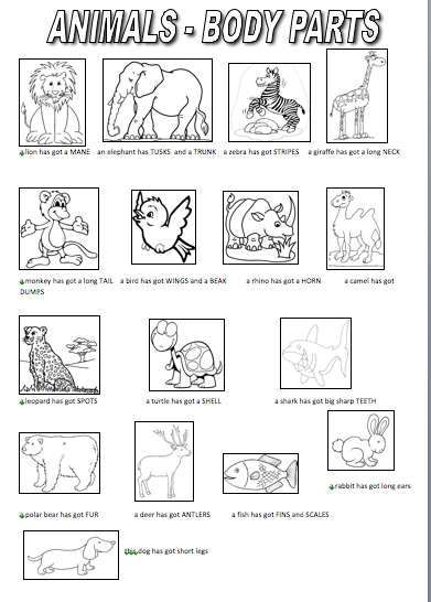My English World: ANIMALS - BODY PARTS