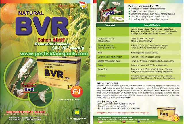 BVR Pestisida Hayati Wereng, Walang Sangit | Produk NASA nasa bvr beauveria bassiana agen hayati