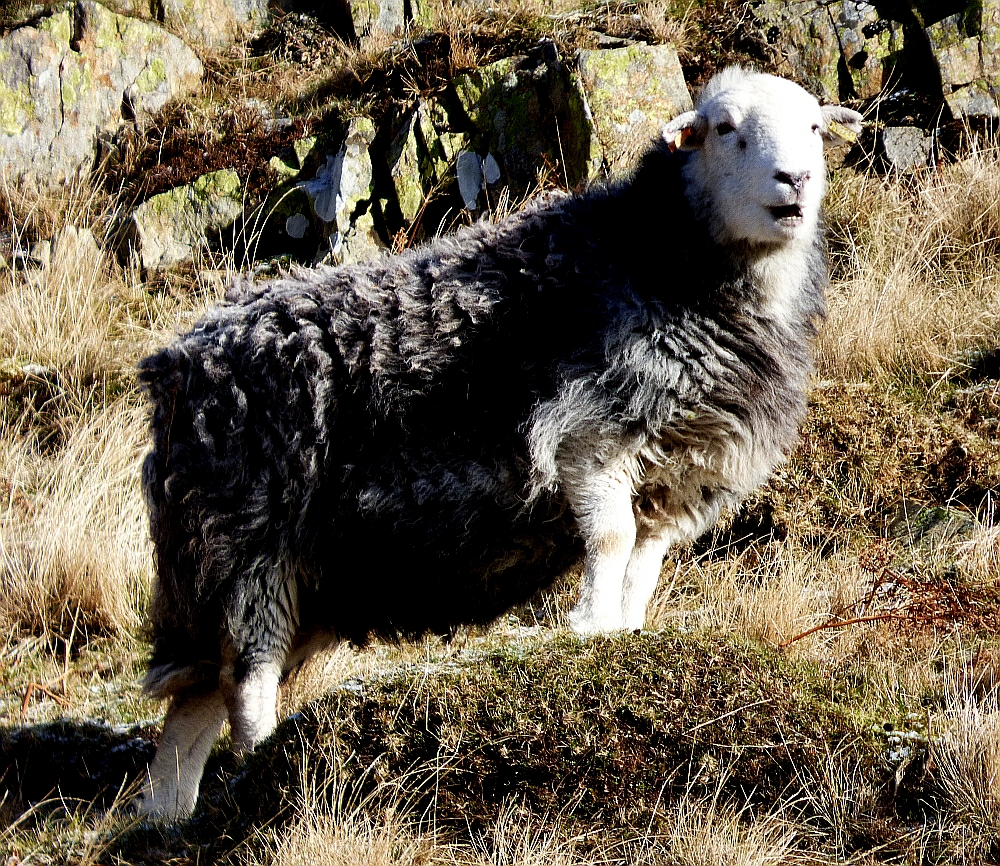 Cumbria Wildscapes Herdwick Sheep