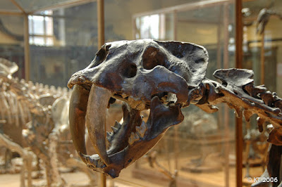 Les Galeries de Paléontologie et d'Anatomie comparée