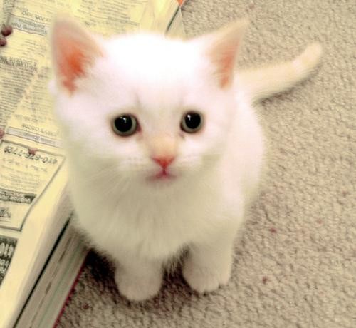 Funny Animals: Cute White Cat