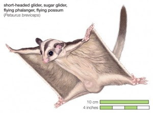 Tupai Terbang (Sugar Glider) proses kawin Tupai Terbang (Sugar Glider)