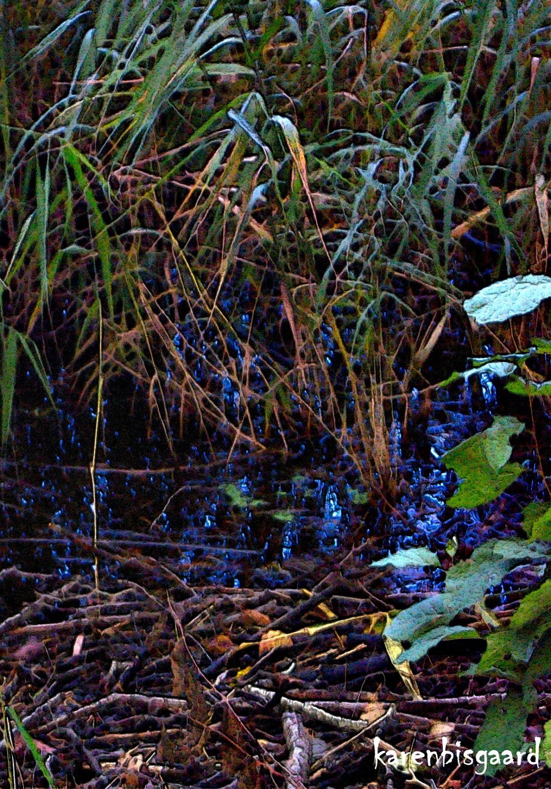 Karen`s Nature Photography Rushes Growing in Pond.
