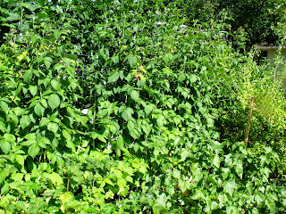 Himbeeren und Johannisbeeren (C) by Joachim Wenk Himbeeren und Johannisbeeren (C) by Joachim Wenk
