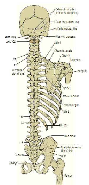 skeleton of the back 5 ~ Medical Encyclopedia