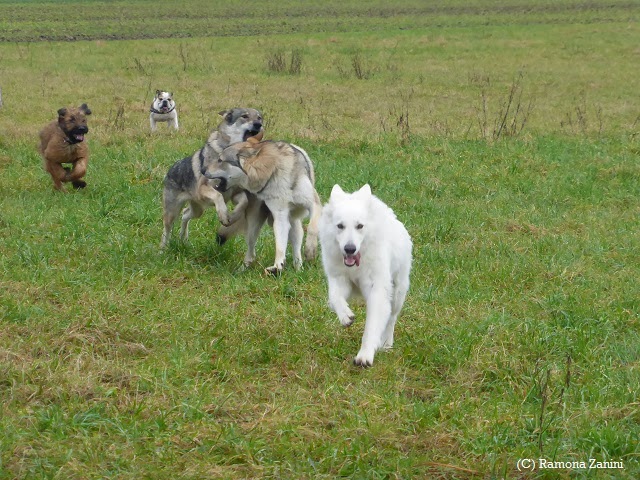 DoggyHZ! Woche 4 Die Jungen halten uns auf Trab