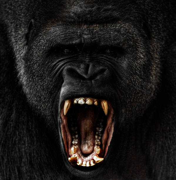 gorilla images