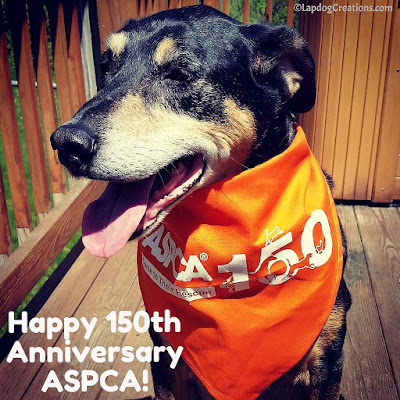 Happy 150th Anniversary ASPCA! #ASPCA150 #RescueDog #AdoptDontShop #LapdogCreations ©LapdogCreations