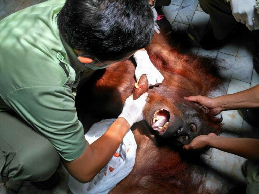 Tindakan Pembedahan pada Orangutan oleh Dokter Hewan https://drhsupendi.blogspot.com