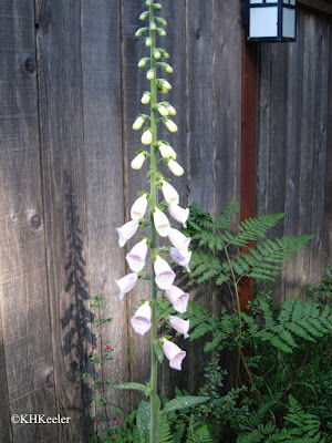 foxglove, Digitalis foxglove, Digitalis