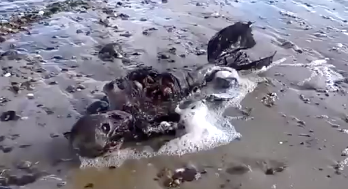 mermaid findings