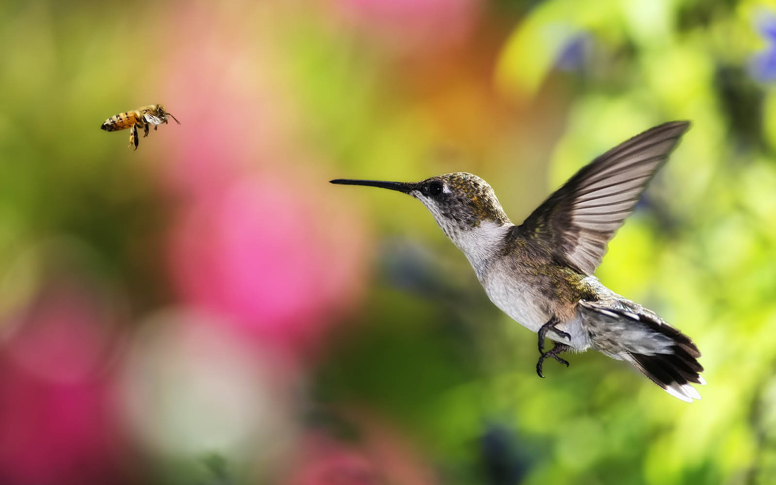 free 3d wallpapers download hummingbird wallpapers