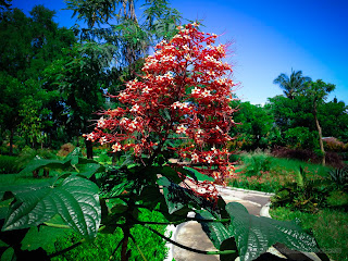 Sweet Pagoda Plant Flower Or Clerodendrum Paniculatum In The Garden