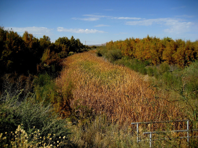 Living Rootless Mesilla, New Mexico Dia de los Muertos