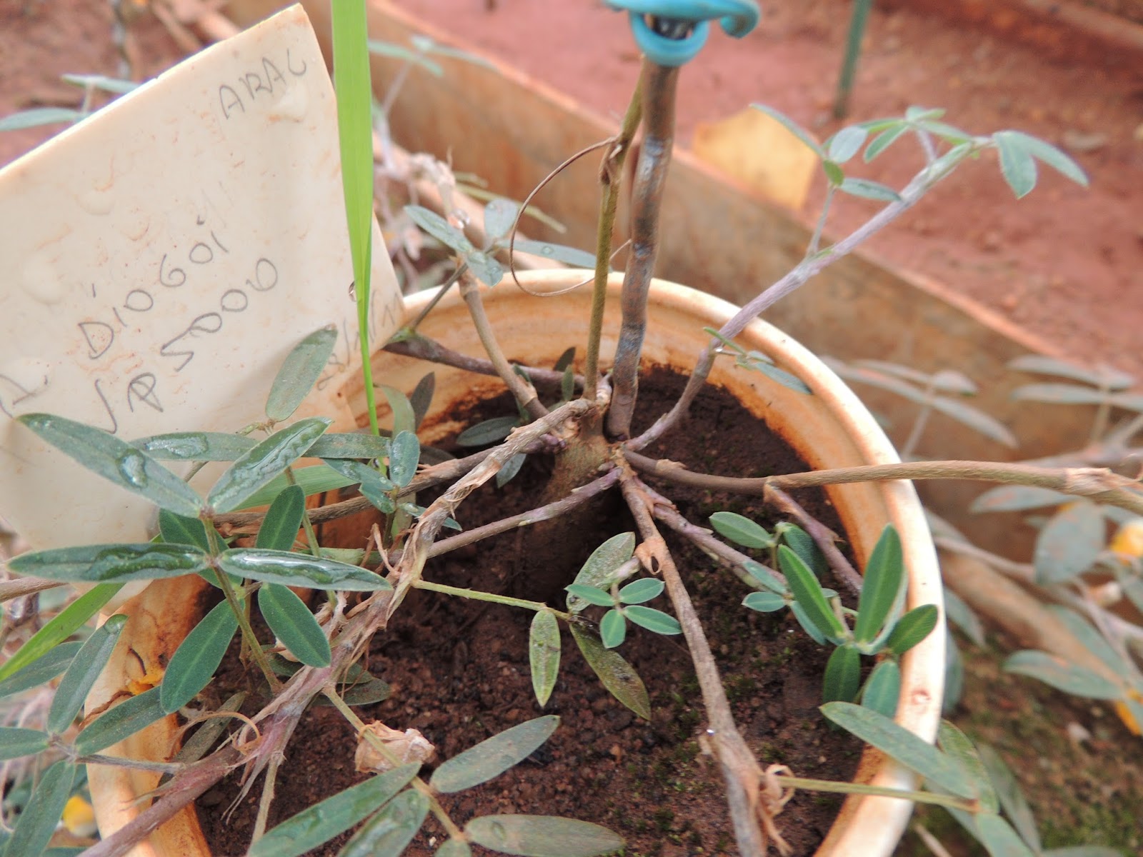 Fabaceae Leguminosae no Brasil Fabaceae Arachis diogoi Hoehne
