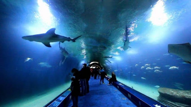 Oceanografic Oceanografic