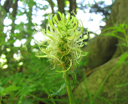 Zerwa kłosowa (Phyteuma spicatum L.).
