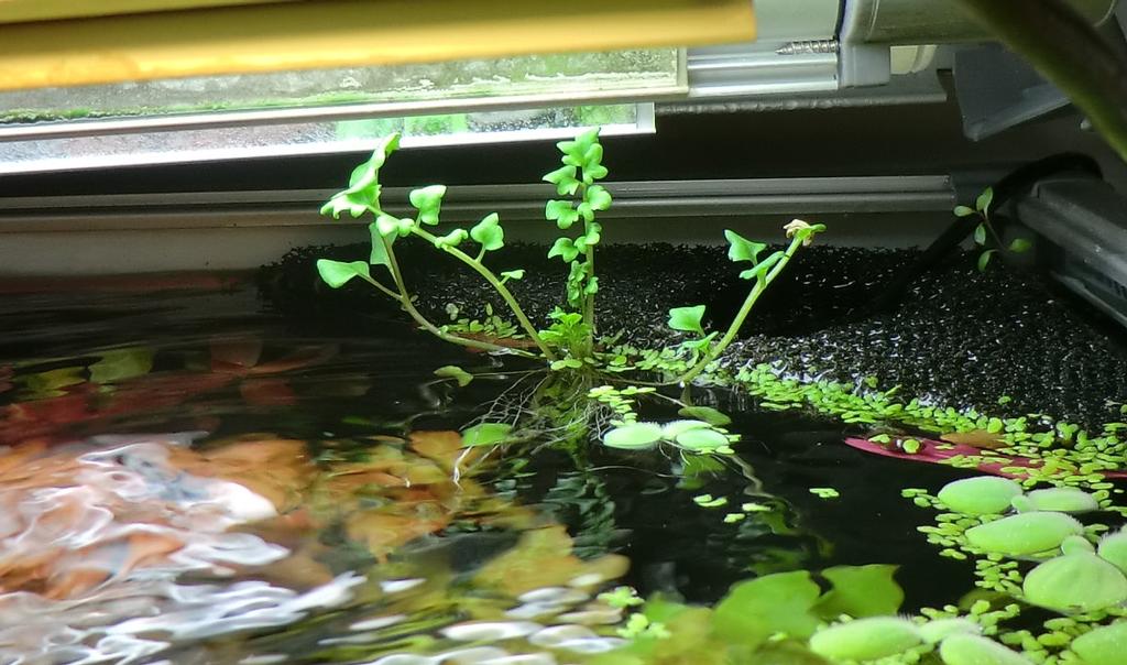 The Fishtank Aquarium Plants In Weird Places Ceratopteris Aquarium Plants In Weird Places Ceratopteris Thalictroides Water Sprite Emersed