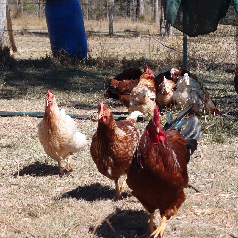 Why do we have so many chickens? – Eight Acres
