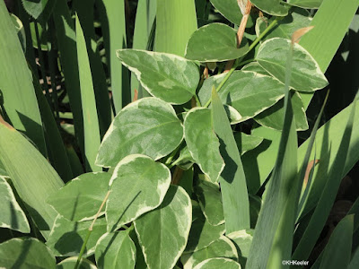 leaves, bishop's weed & iris leaves, bishop's weed & iris
