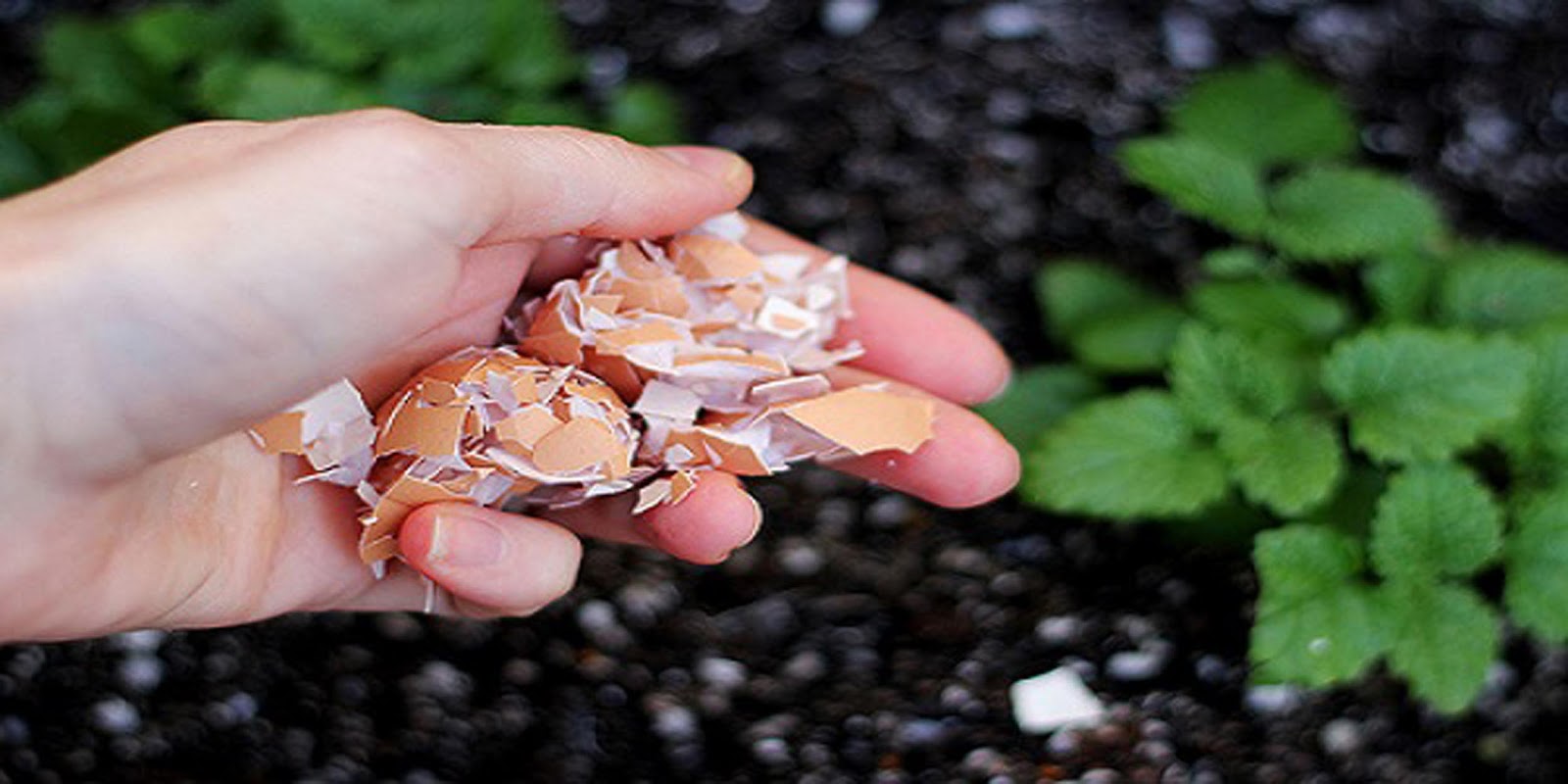 Reasons Why You Should Put Eggshells In Your Garden The Discover Reality