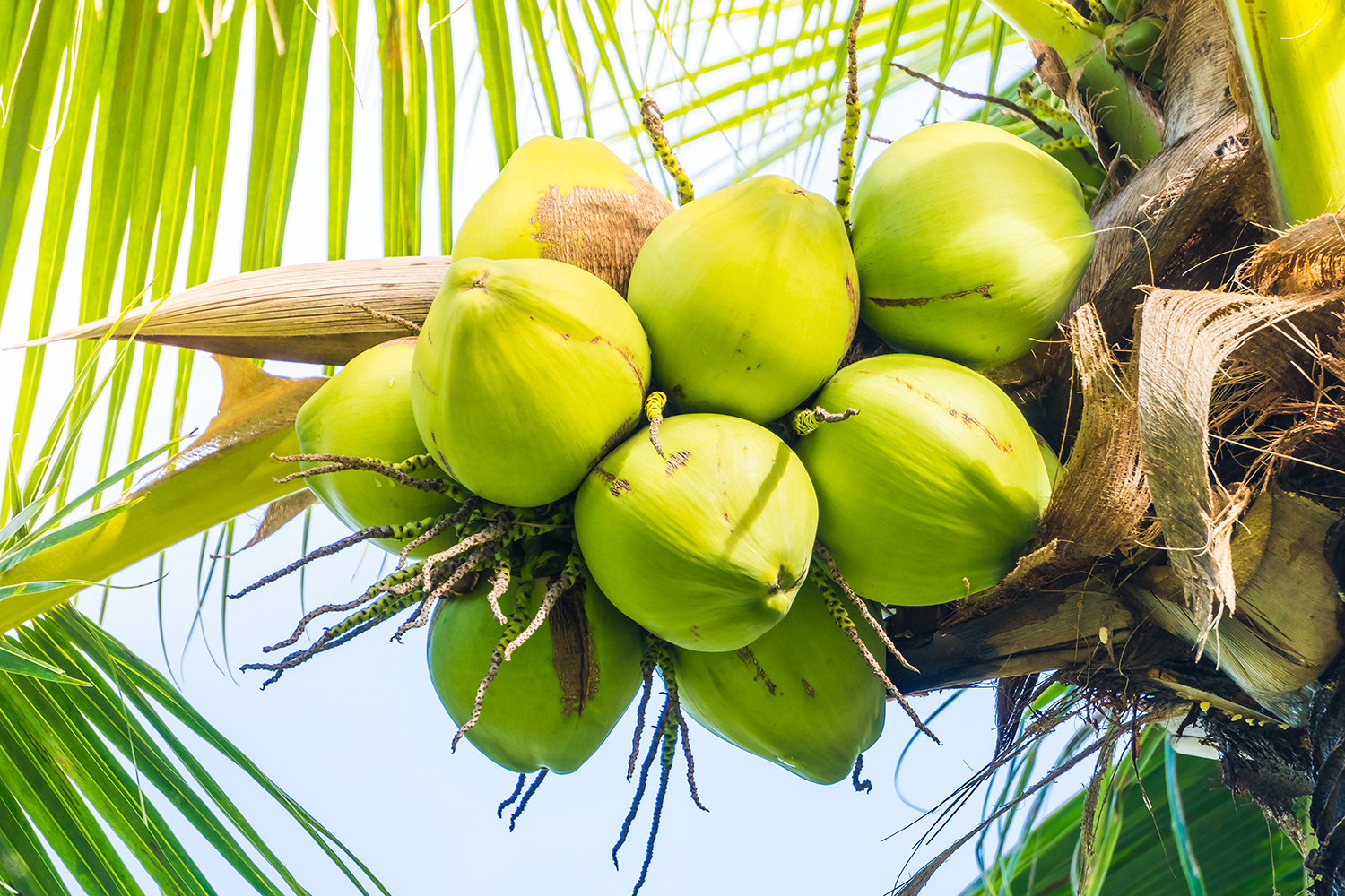 Кокос это ягода или орех. Кокосовая Пальма. Плоды пальмы. Кокосы на Пальме. Кокосовая Пальма плод.