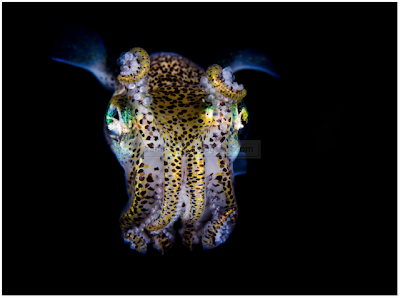 Open Minda: Menakjubkan ! Foto Sotong Kurita Bercahaya Didasar Laut