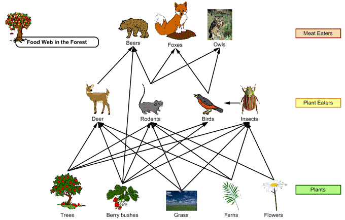 Чем отличается пищевая сеть от пищевой сети. Пищевая сеть леса схема. Что такое пищевая цепь и пищевая сеть. Пищевая цепь смешанного леса схема. Пищевая цепочка в природе 2 класс.