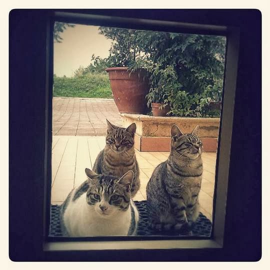 Cats of Matera Italy